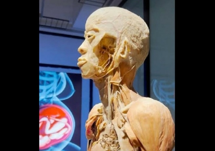 Invitan a visitar la exposición BODIES: Cuerpos Humanos Reales